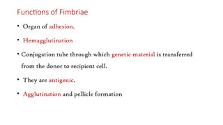 Functions of Fimbriae
• Organ of adhesion.
• Hemagglutination
• Conjugation tube through which genetic material is transferred
from the donor to recipient cell.
• They are antigenic.
• Agglutination and pellicle formation
 