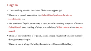 Flagella
• These are long, sinnous contractile filamentous appendages.
• These are organs of locomotion, e.g. Escherichia coli, salmonella, vibrio,
pseudomonas, etc.
• The number of flagella varies up to 10 to 20 per cells according to species of bacteria.
Escherichia coli has a motility of about 30 µ and that of Vibrio cholerae about 60 µ per
second.
• These are extremely thin 12 to 30 nm, helical shaped structure of uniform diameter
throughout their length.
• These are 3 to 20 µ long. Each flagellum consists of hook and basal body
 