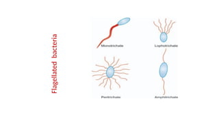 Flagellated
bacteria
 
