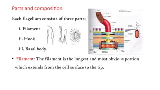 Parts and composition
Each flagellum consists of three parts;
i. Filament
ii. Hook
iii. Basal body.
• Filament: The filament is the longest and most obvious portion
which extends from the cell surface to the tip.
 