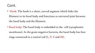 Cont.
• Hook: The hook is a short, curved segment which links the
filament to its basal body and functions as universal joint between
the basal body and the filament.
• Basal body: The basal body is embedded in the cell (cytoplasmic
membrane). In the gram-negative bacteria, the basal body has four
rings connected to a central rod (L, P, S and M).
 