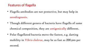 Features of flagella
• Flagella antibodies are not protective, but may help in
serodiagnosis.
• Though different genera of bacteria have flagella of same
chemical composition, they are antigenically different.
• Polar flagellated bacteria move the fastest, e.g. darting
mobility in Vibrio cholerae, may be as fast as 200 μm per
second.
 