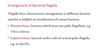 Arrangement of Bacterial flagella
Flagella have characteristic arrangement in different bacteria
and this is helpful in classification of certain bacteria.
• Monotrichous, bacteria which have one polar flagellum, e.g.
Vibrio cholerae.
• Lophotrichous, bacteria with a tuft of several polar flagella,
e.g. in Spirilla.
 