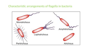 Characteristic arrangements of flagella in bacteria
 