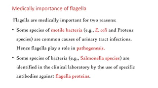 Medically importance of flagella
Flagella are medically important for two reasons:
• Some species of motile bacteria (e.g., E. coli and Proteus
species) are common causes of urinary tract infections.
Hence flagella play a role in pathogenesis.
• Some species of bacteria (e.g., Salmonella species) are
identified in the clinical laboratory by the use of specific
antibodies against flagella proteins.
 