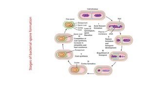 Stages
of
bacterial
spore
formation
 
