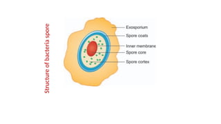 Structure
of
bacteria
spore
 