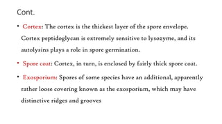 Cont.
• Cortex: The cortex is the thickest layer of the spore envelope.
Cortex peptidoglycan is extremely sensitive to lysozyme, and its
autolysins plays a role in spore germination.
• Spore coat: Cortex, in turn, is enclosed by fairly thick spore coat.
• Exosporium: Spores of some species have an additional, apparently
rather loose covering known as the exosporium, which may have
distinctive ridges and grooves
 