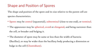 Shape and Position of Spores
The shape and position of the spore and its size relative to the parent cell are
species characteristics.
• Spores may be central (equatorial), subterminal (close to one end), or terminal.
• The appearance may be spherical, ovoid or elongated, and being narrower than
the cell, or broader and bulging it.
• The diameter of spore may be same or less than the width of bacteria
(Bacillus), or may be wider than the bacillary body producing a distension or
bulge in the cell (Clostridium).
 
