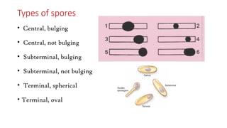 Types of spores
• Central, bulging
• Central, not bulging
• Subterminal, bulging
• Subterminal, not bulging
• Terminal, spherical
• Terminal, oval
 