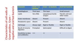 Character Gram + ve
bacteria
Gram – ve bacteria Acid fast bacteria
Peptidoglycan Thick layer Thin layer Small amount
Lipids Very little Lipopolysaccharide
(major)
Mycolic acid and
other waxes
Outer membrane Absent Present Absent
Periplasmic space Absent Present Absent
Cell shape Always rigid Rigid or flexible Rigid or flexible
Result of enzyme
digestion
Protoplast Spheroplast Difficult to digest
Sensitivity to dyes
and antibiotics
+++ ++ +
Characteristics
of
cell
walls
of
Gram-positive,
Gram
–
negative
and
acid
fast
bacteria
 