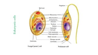 Fungal (yeast ) cell Protozoan cell
Eukaryotic
cells
 