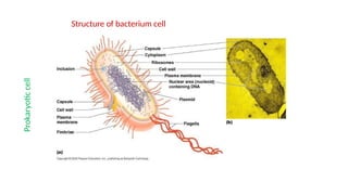 Structure of bacterium cell
Prokaryotic
cell
 