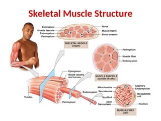 Physiology of contractile elements lecture | PPT