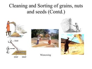 Cleaning and Sorting of grains, nuts
and seeds (Contd.)
Winnowing
 