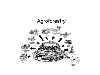 Lecture 3-Agroforestry System and classification.pptx