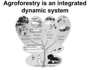 Lecture 3-Agroforestry System and classification.pptx