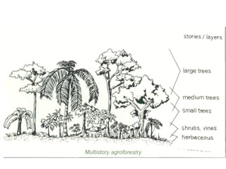 Lecture 3-Agroforestry System and classification.pptx