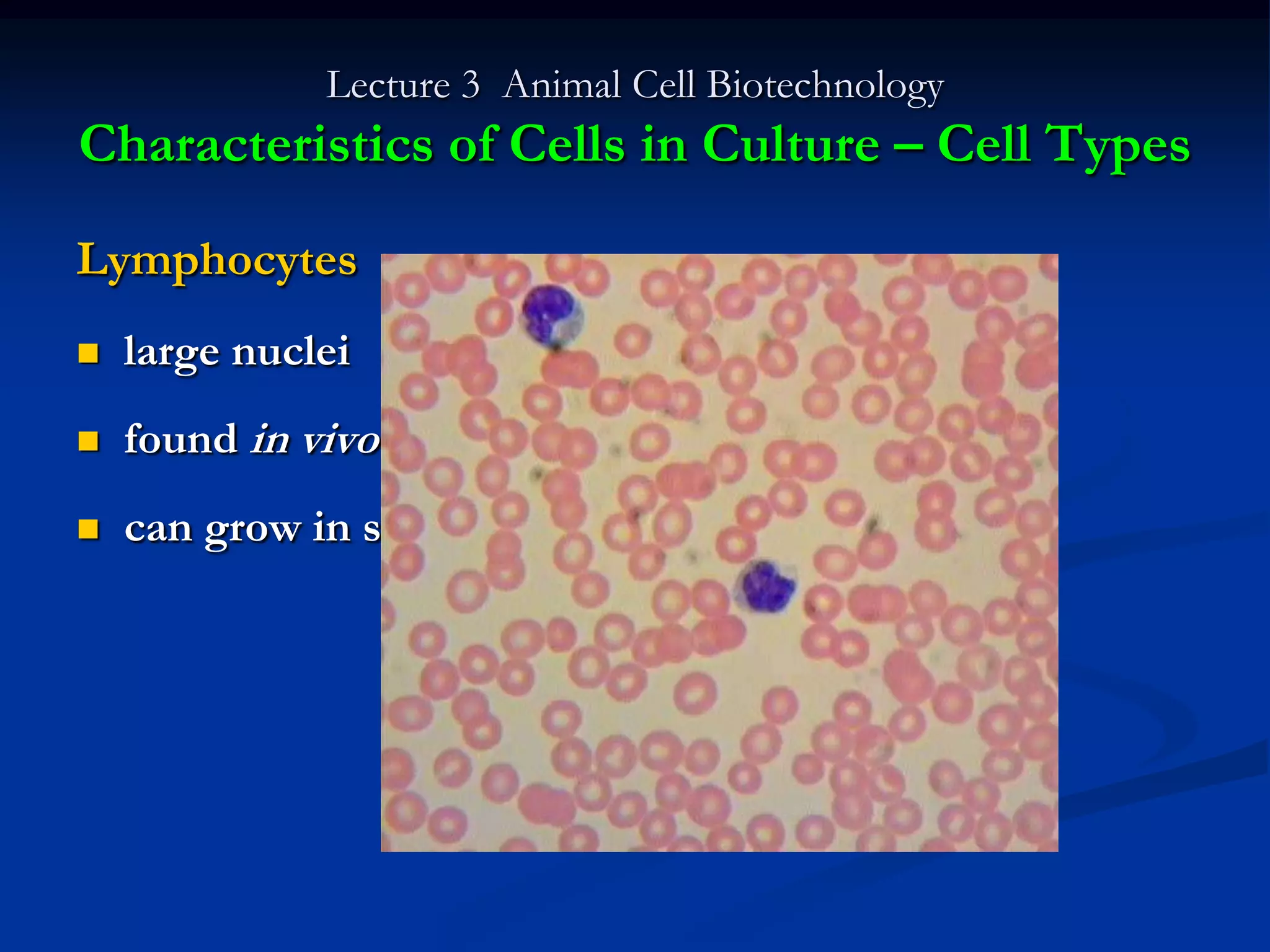 Lecture 3 Animal Cell Biotechnology
Characteristics of Cells in Culture – Cell Types

Lymphocytes
   large nuclei
   found in vivo in blood (liquid suspension)
   can grow in suspension in liquid medium in lab
 