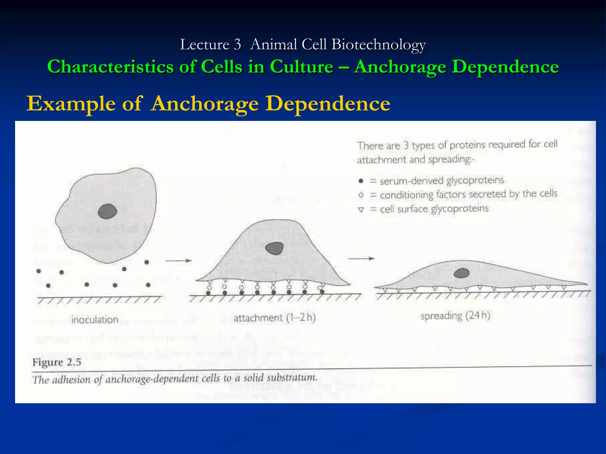 Lecture 3 Animal Cell Biotechnology
 Characteristics of Cells in Culture – Anchorage Dependence
Example of Anchorage Dependence
 