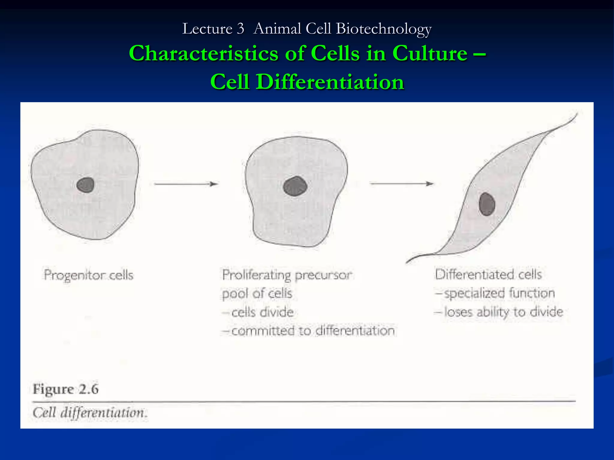 Lecture 3 Animal Cell Biotechnology
Characteristics of Cells in Culture –
       Cell Differentiation
 