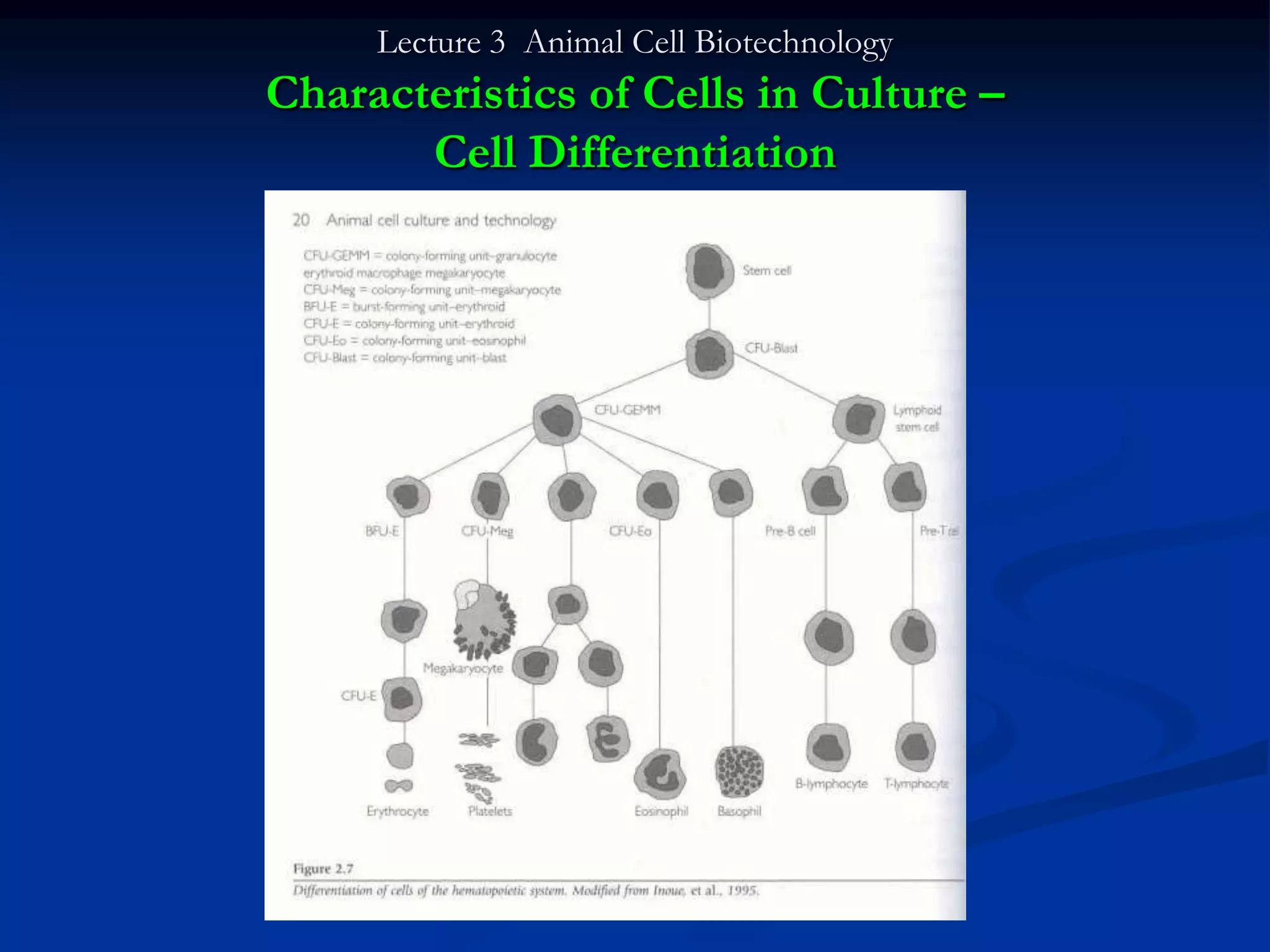 Lecture 3 Animal Cell Biotechnology
Characteristics of Cells in Culture –
       Cell Differentiation
 