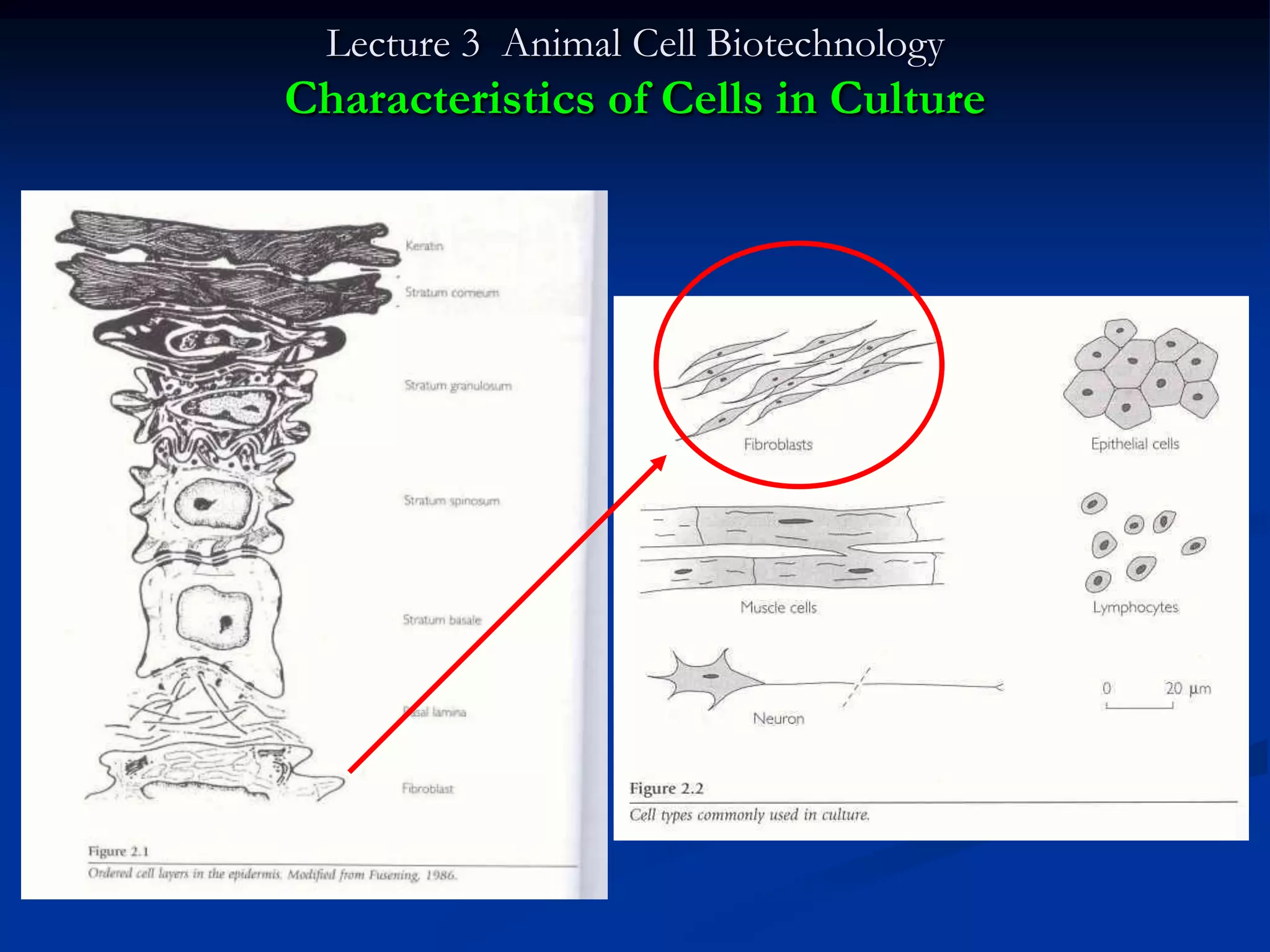 Lecture 3 Animal Cell Biotechnology
Characteristics of Cells in Culture
 