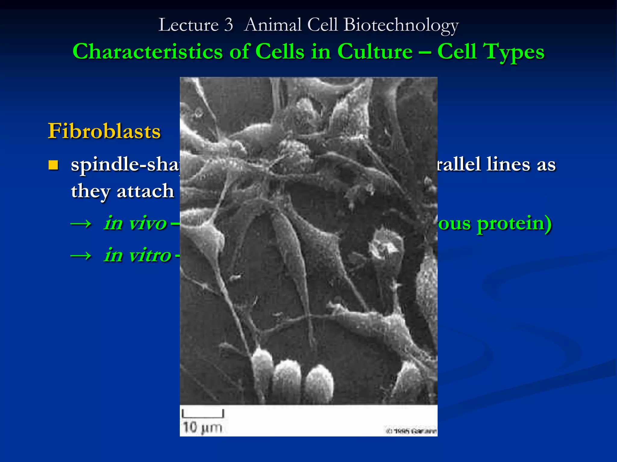 Lecture 3 Animal Cell Biotechnology
    Characteristics of Cells in Culture – Cell Types


Fibroblasts
   spindle-shaped, often striated, form parallel lines as
    they attach to substratum/substrate
    → in vivo – wrap around collagen (fibrous protein)
    → in vitro – glass
 