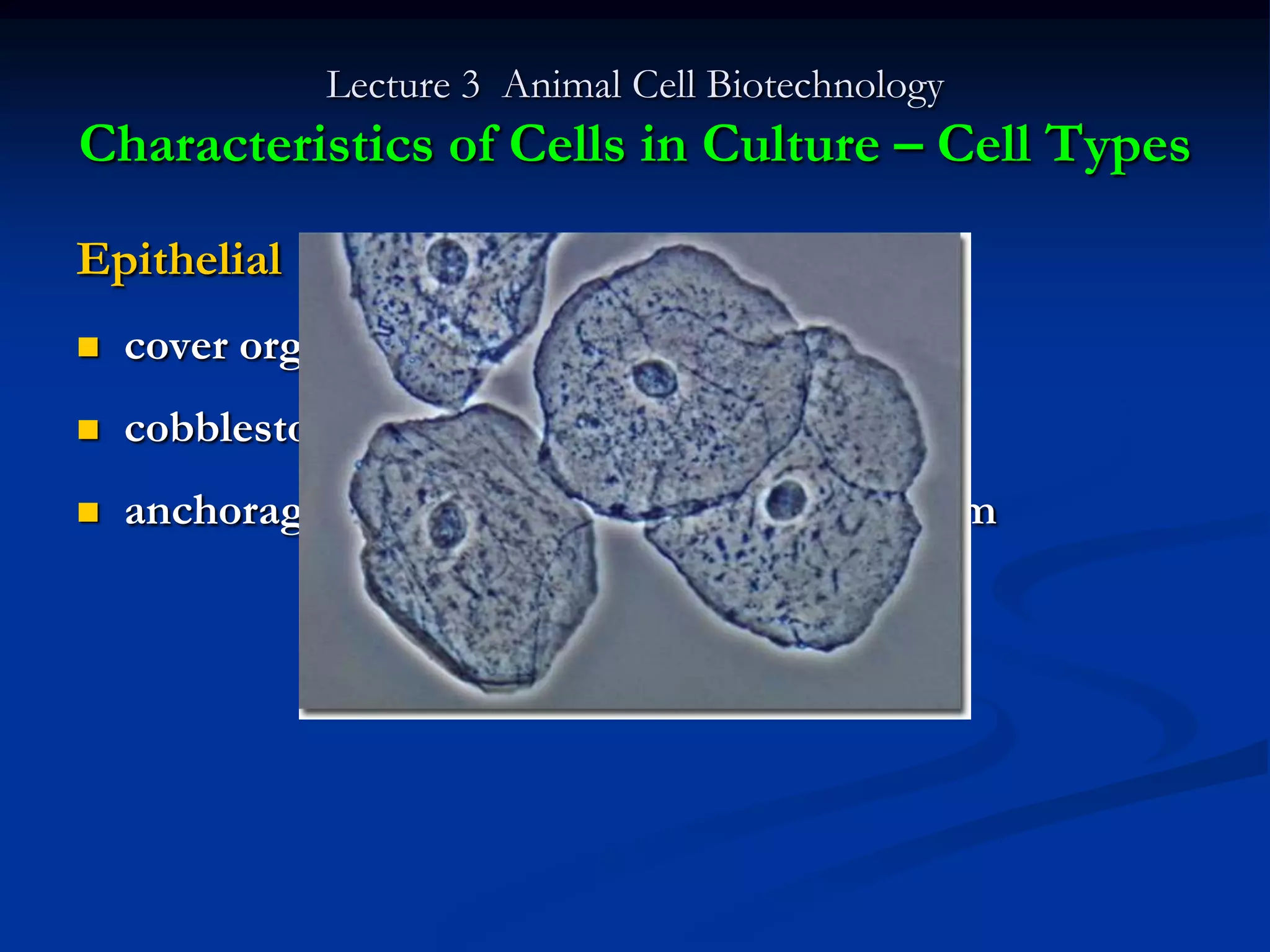Lecture 3 Animal Cell Biotechnology
Characteristics of Cells in Culture – Cell Types

Epithelial
   cover organs and line cavities (i.e. skin)
   cobblestone morphology, form monolayer
   anchorage dependent, need solid substratum
 