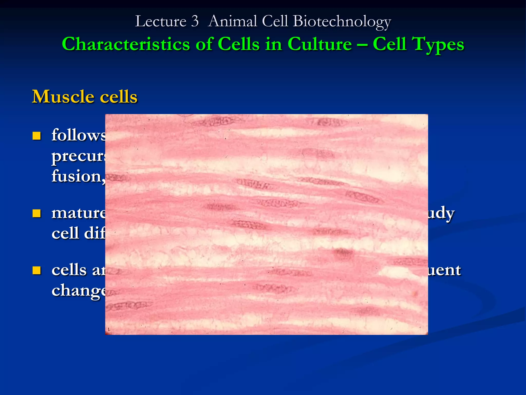 Lecture 3 Animal Cell Biotechnology
     Characteristics of Cells in Culture – Cell Types

Muscle cells
   follows a series of differentiation steps from
    precursor cells (myoblasts), leading to cell
    fusion, form multinucleate complex
   mature cells don‟t grow well, but are used to study
    cell differentiation
   cells are removed from animal embryo, subsequent
    changes are monitored and studied
 