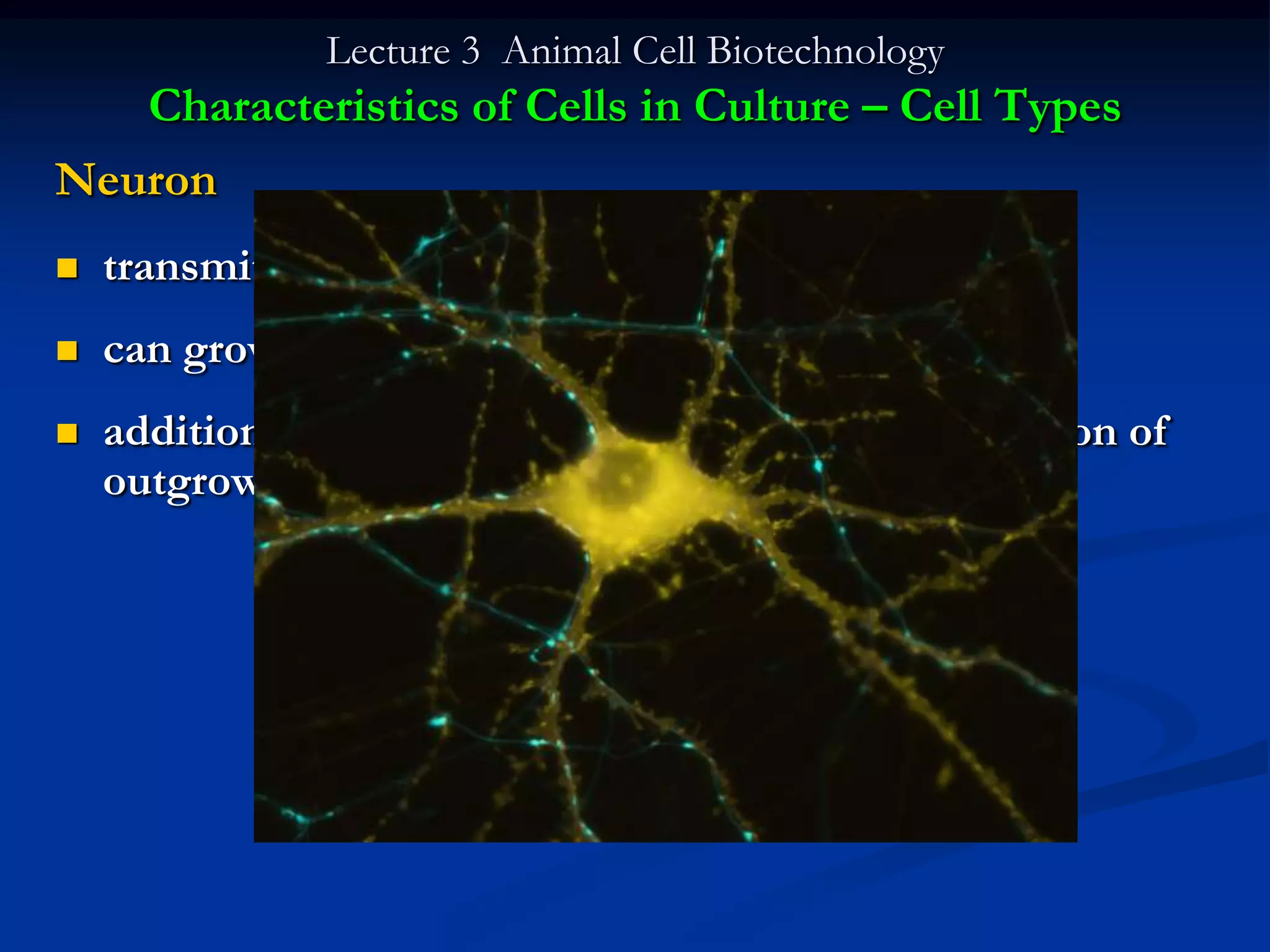 Lecture 3 Animal Cell Biotechnology
   Characteristics of Cells in Culture – Cell Types
Neuron
   transmit electrical impulses
   can grow embryonic neurons, not adult
   addition of nerve growth factors cause the formation of
    outgrowths called neurites
 