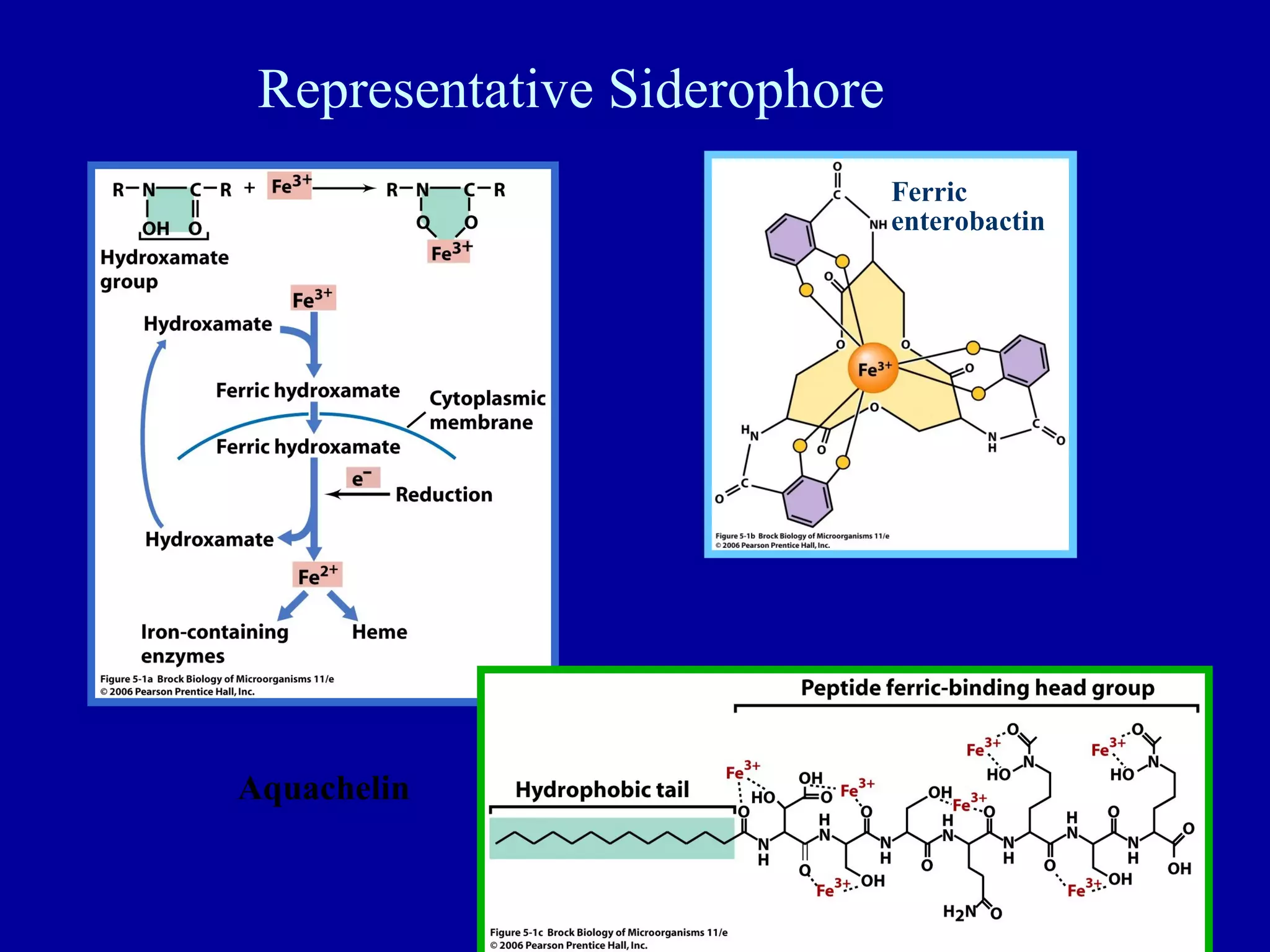 Representative Siderophore
                              Ferric
                              enterobactin




Aquachelin

                                             25
 