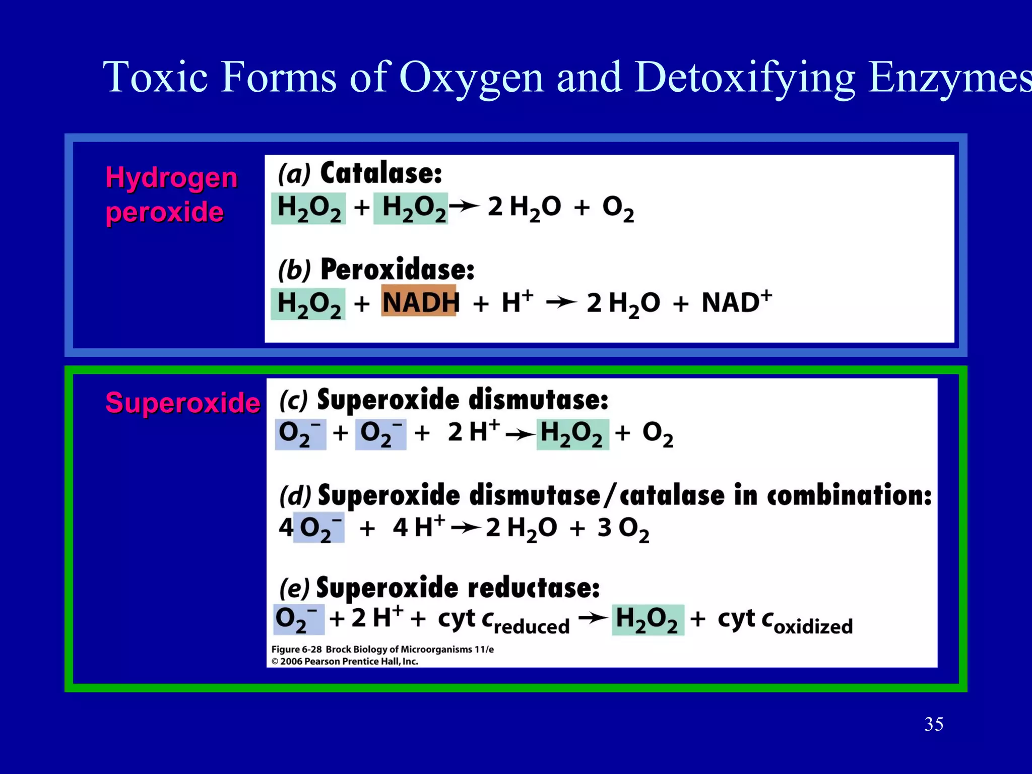 Toxic Forms of Oxygen and Detoxifying Enzymes

Hydrogen
peroxide




Superoxide




                                       35
 