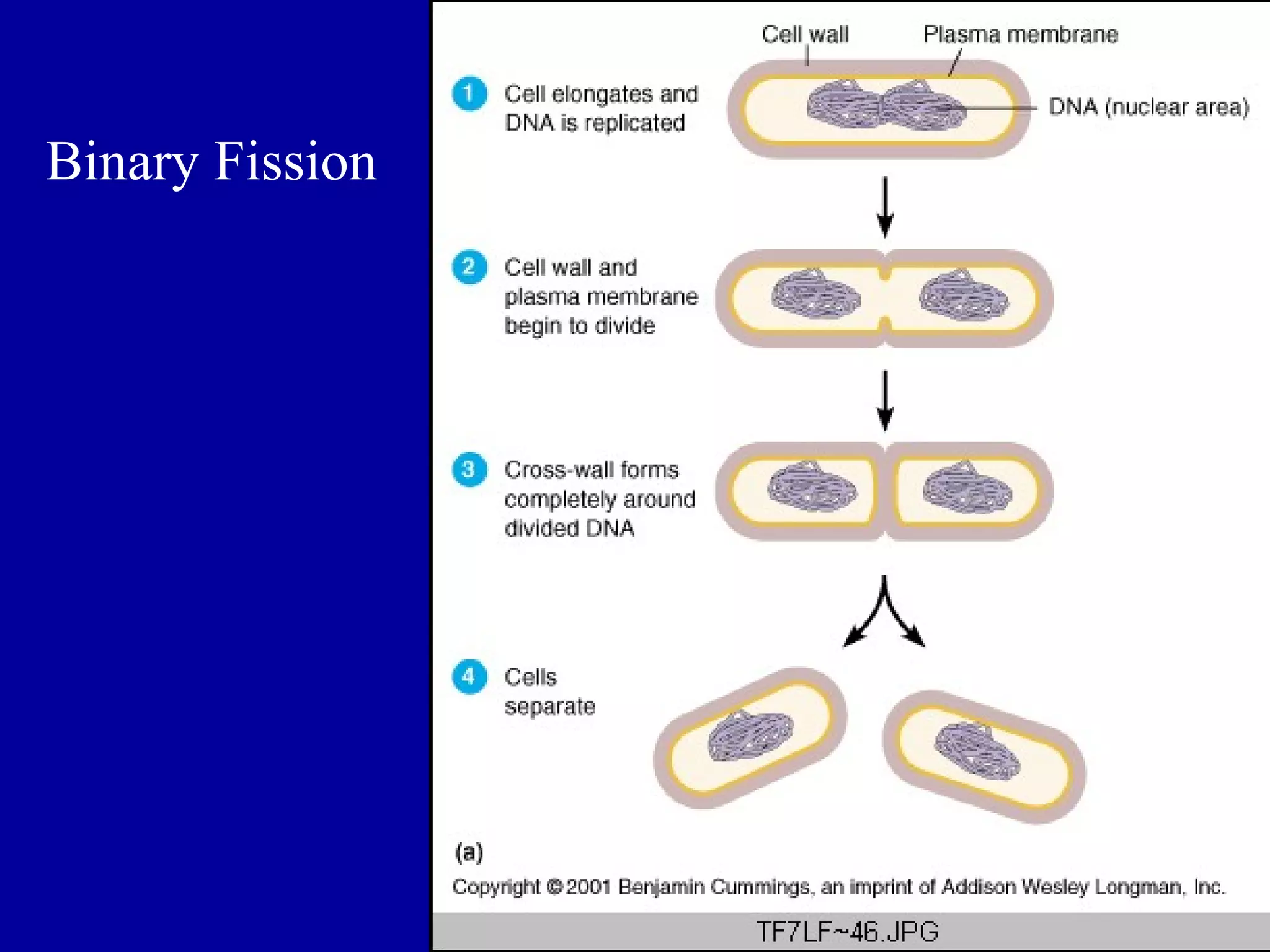 Binary Fission




                 56
 
