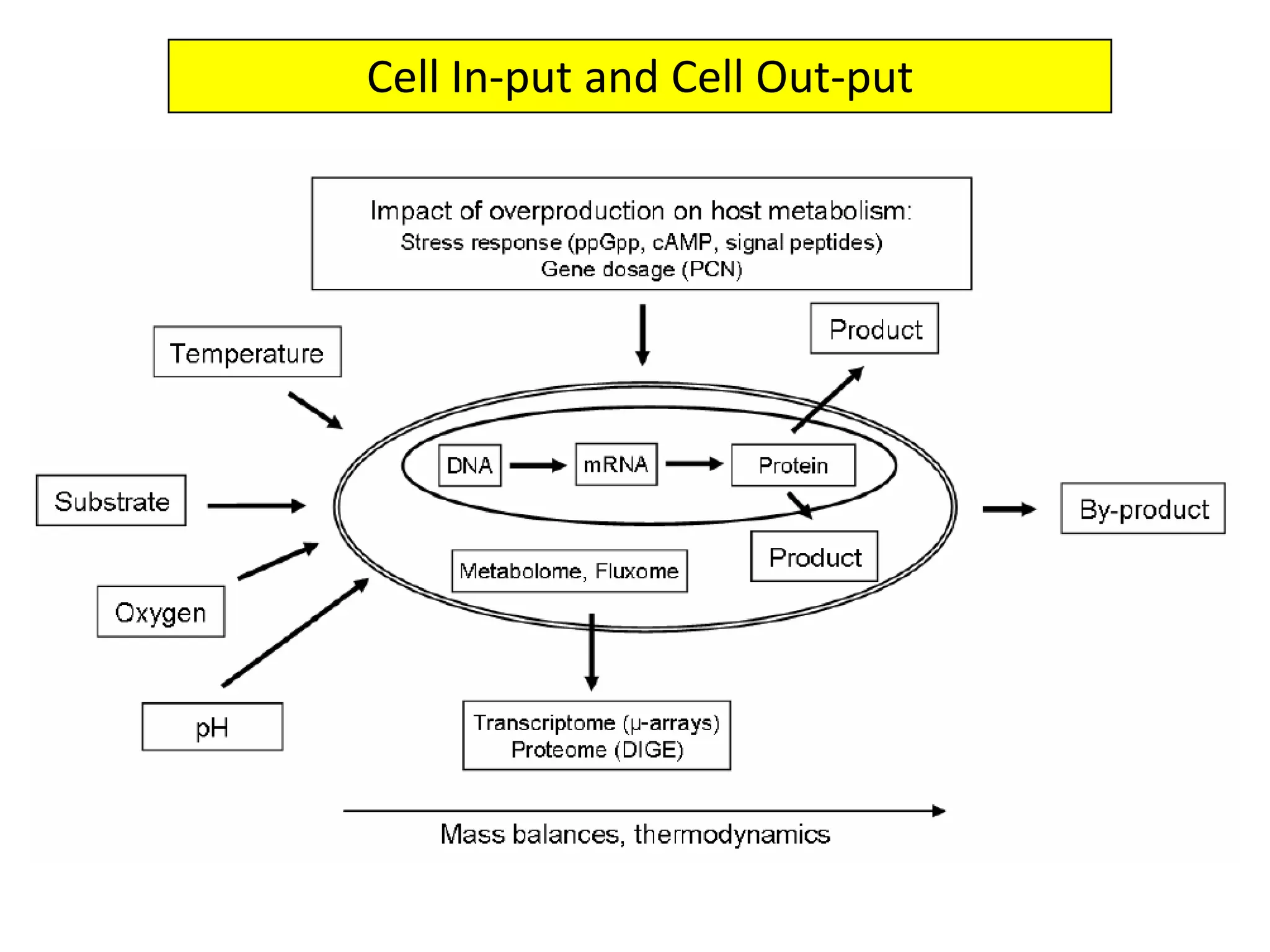 Cell In-put and Cell Out-put