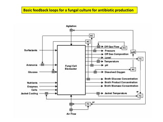 Basic feedback loops for a fungal culture for antibiotic production 