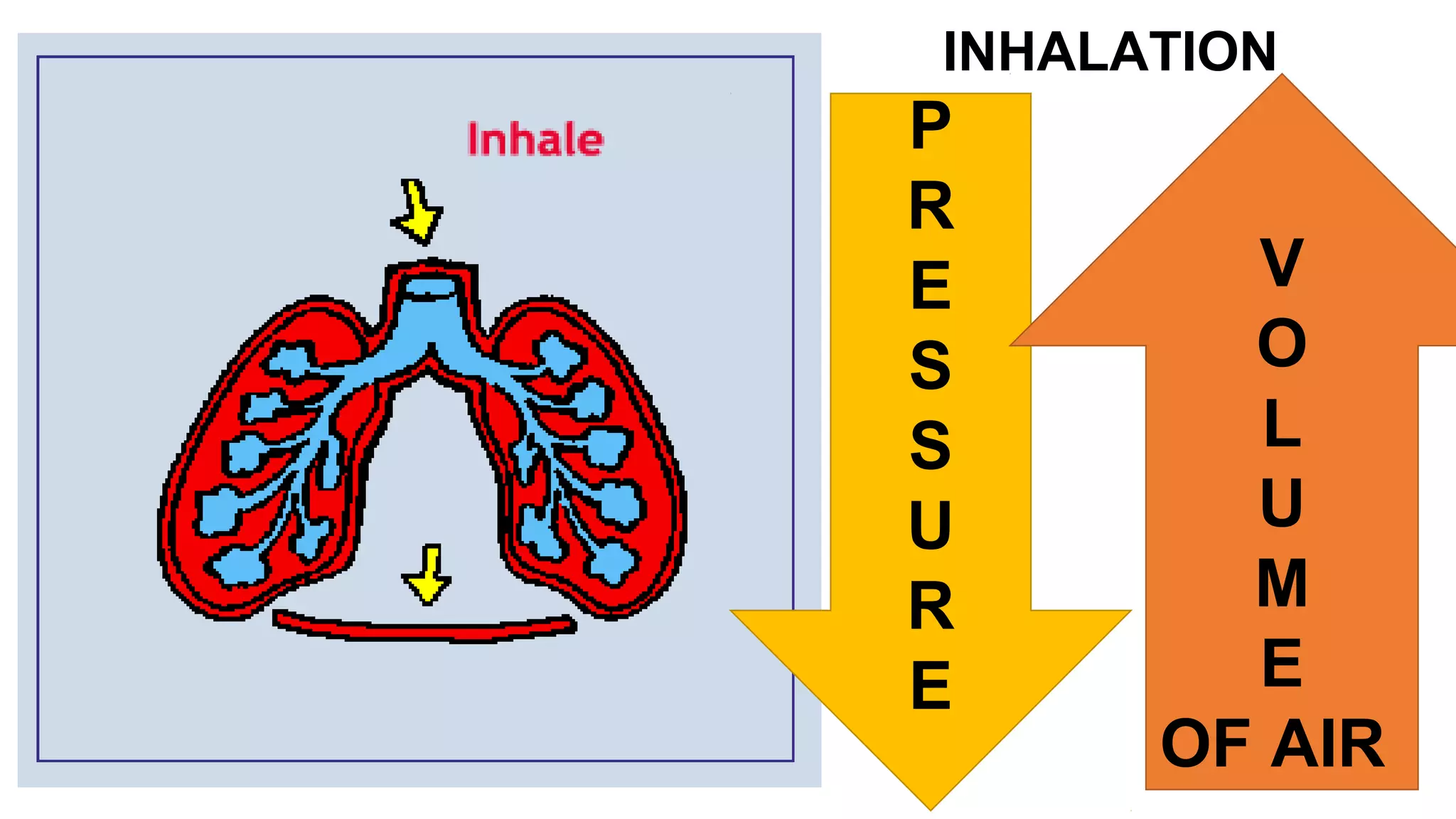 12
P
R
E
S
S
U
R
E
INHALATION
V
O
L
U
M
E
OF AIR
 