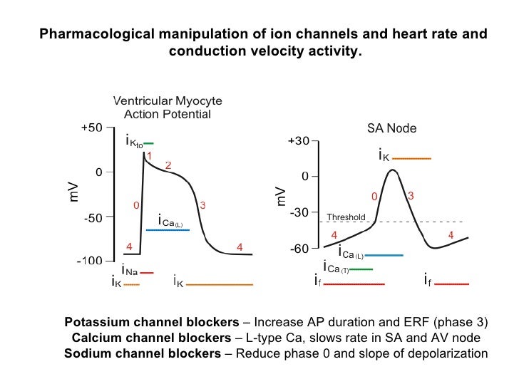 Lecture 3 cardiac electrophysiology part i