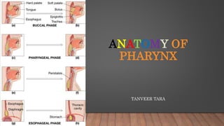 ANATOMY OF
PHARYNX
TANVEER TARA
 