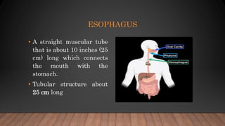 ESOPHAGUS
• A straight muscular tube
that is about 10 inches (25
cm) long which connects
the mouth with the
stomach.
• Tubular structure about
25 cm long
 