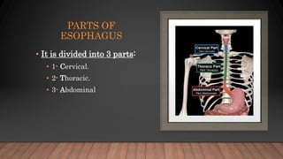 PARTS OF
ESOPHAGUS
• It is divided into 3 parts:
• 1- Cervical.
• 2- Thoracic.
• 3- Abdominal
 