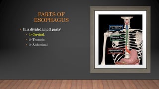 PARTS OF
ESOPHAGUS
• It is divided into 3 parts:
• 1- Cervical.
• 2- Thoracic.
• 3- Abdominal
 