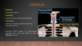 CERVICAL
• Posterior:
• Vertebral column.
• Laterally:
• Lateral: Lobes of the thyroid gland.
• Anteriorly:
• Anterior: Trachea and the recurrent
laryngeal nerves
• Cervical Part starts at pharyngeal
opening and ends just before it enter
Thoracic cavity.
 