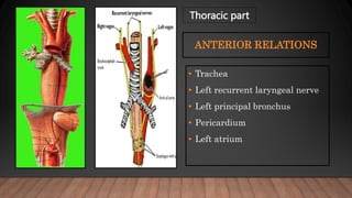 ANTERIOR RELATIONS
• Trachea
• Left recurrent laryngeal nerve
• Left principal bronchus
• Pericardium
• Left atrium
Thoracic part
 