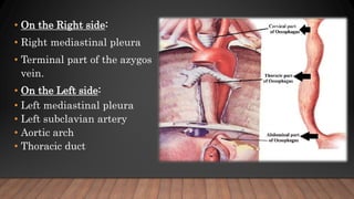 • On the Right side:
• Right mediastinal pleura
• Terminal part of the azygos
vein.
• On the Left side:
• Left mediastinal pleura
• Left subclavian artery
• Aortic arch
• Thoracic duct
 