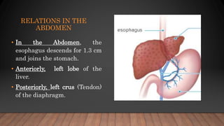 RELATIONS IN THE
ABDOMEN
• In the Abdomen, the
esophagus descends for 1.3 cm
and joins the stomach.
• Anteriorly, left lobe of the
liver.
• Posteriorly, left crus (Tendon)
of the diaphragm.
 