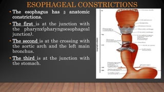 ESOPHAGEAL CONSTRICTIONS
• The esophagus has 3 anatomic
constrictions.
• The first is at the junction with
the pharynx(pharyngoesophageal
junction).
• The second is at the crossing with
the aortic arch and the left main
bronchus.
• The third is at the junction with
the stomach.
 
