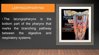 LARYNGOPHARYNX
• The laryngopharynx is the
bottom part of the pharynx that
marks the branching pathway
between the digestive and
respiratory systems.
 