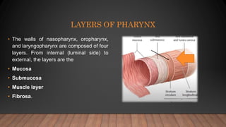 LAYERS OF PHARYNX
• The walls of nasopharynx, oropharynx,
and laryngopharynx are composed of four
layers. From internal (luminal side) to
external, the layers are the
• Mucosa
• Submucosa
• Muscle layer
• Fibrosa.
 