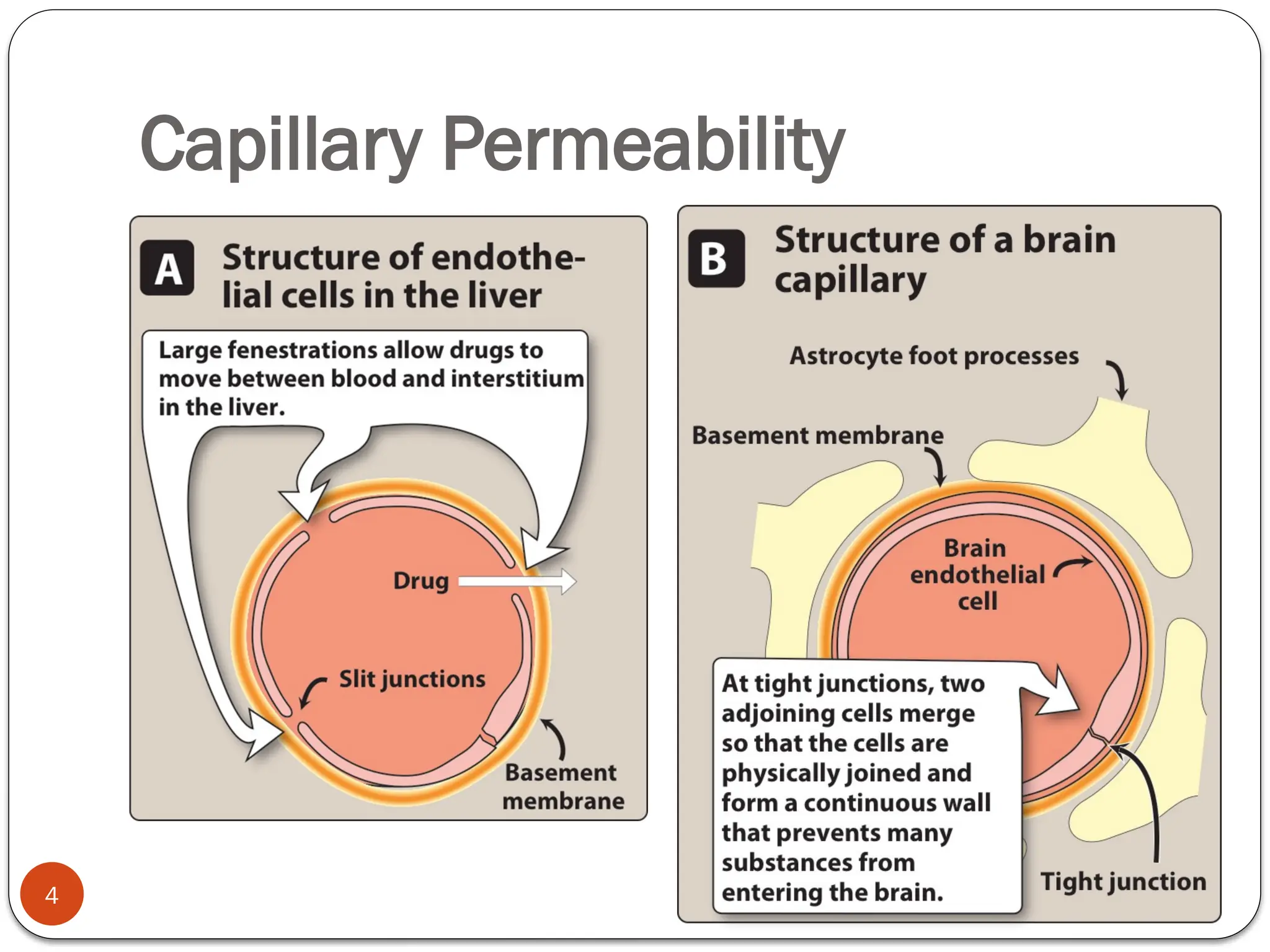 Distributed Capillary Injection Pharmacokinetic Lecture - Distribution.pptx